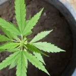 Suggestions for Growing Healthy Pot Plants